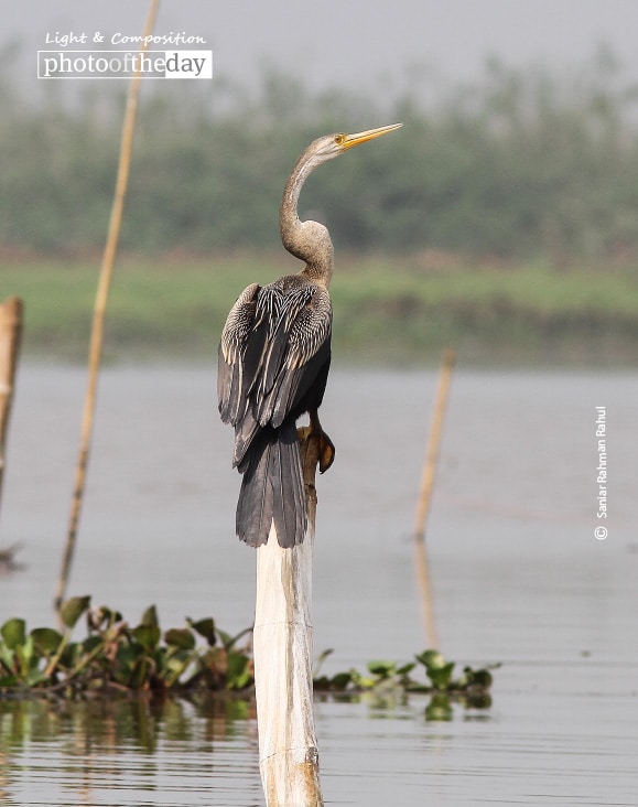 The Oriental Darter, by Saniar Rahman Rahul