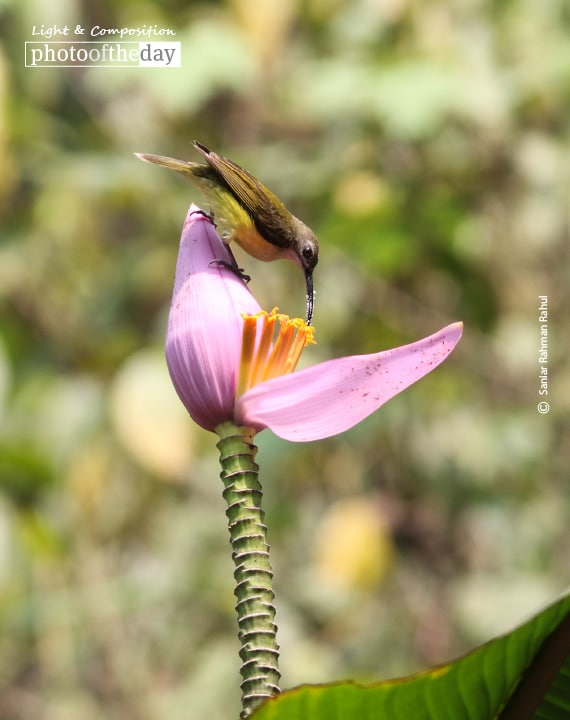 Little Spiderhunter, by Saniar Rahman Rahul