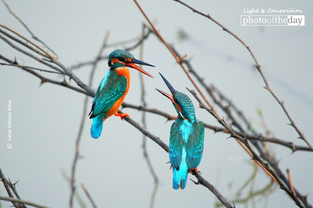 Kingfishers Arguing, by Saniar Rahman Rahul Kingfishers Arguing, by Saniar Rahman Rahul