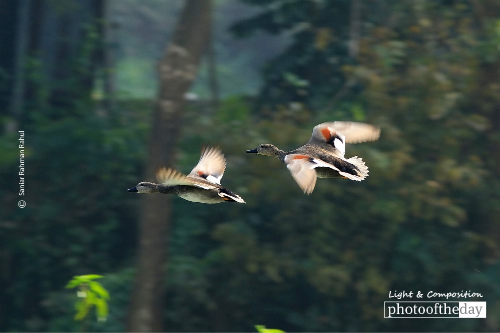 Gadwall in Pair, by Saniar Rahman Rahul Gadwall in Pair, by Saniar Rahman Rahul