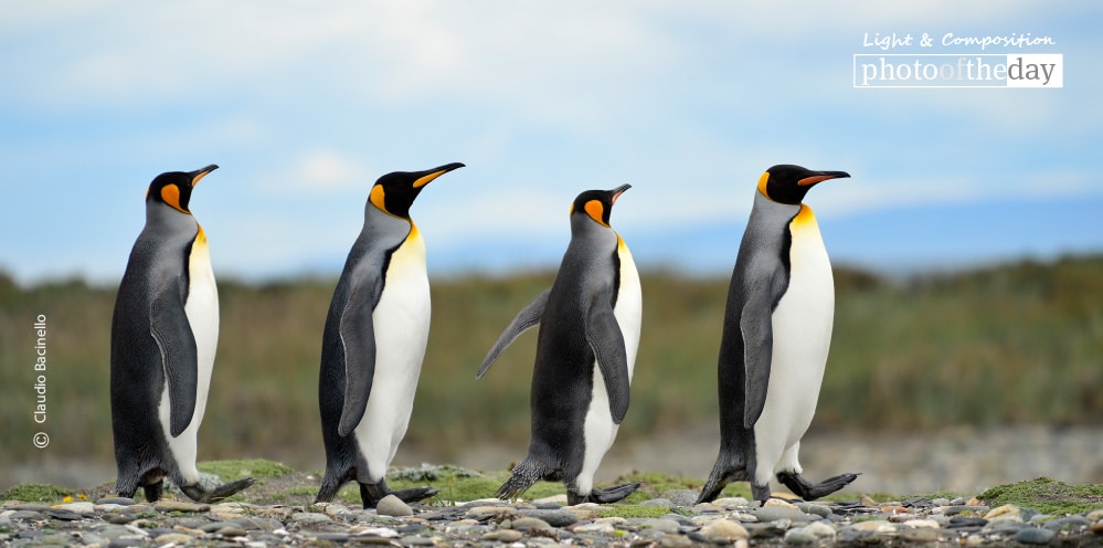 Emperors on Abbey Road, by Claudio Bacinello
