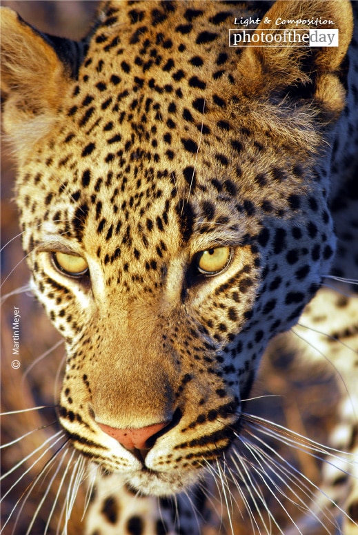 Patrolling the Territory, by Martin Meyer