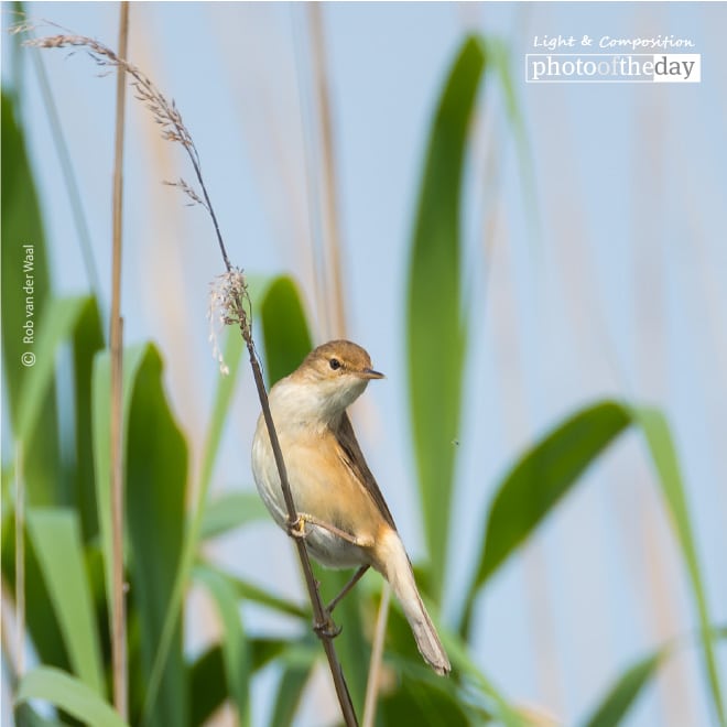 Eye Contact, by Rob van der Waal