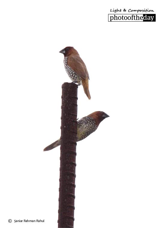 Scaly-breasted Munia, by Saniar Rahman Rahul