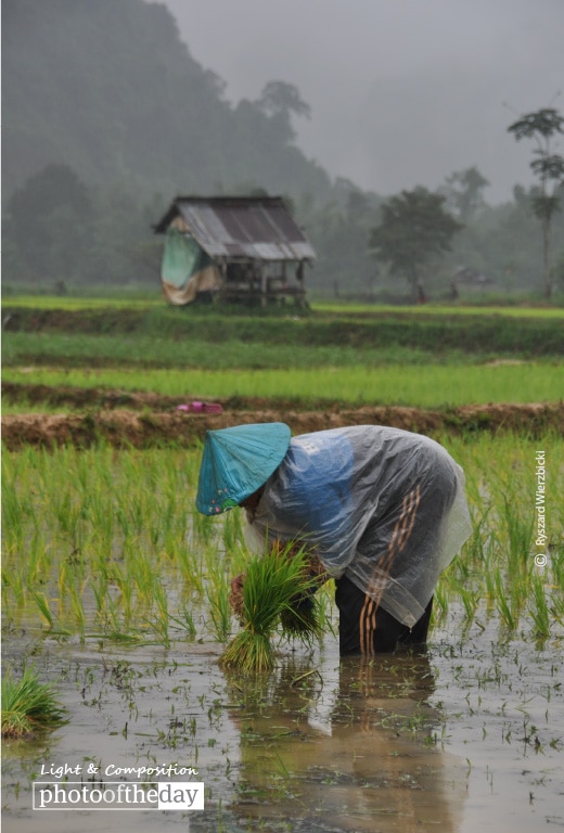 A Laotian Farmer, by Ryszard Wierzbicki A Laotian Farmer, by Ryszard Wierzbicki