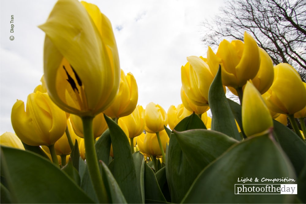 Dutch Gold, by Diep Tran Dutch Gold, by Diep Tran