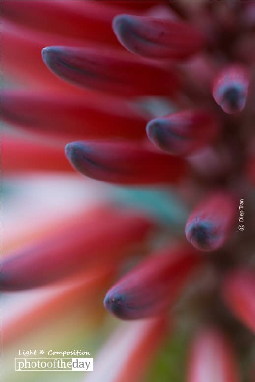 Watching You, by Diep Tran