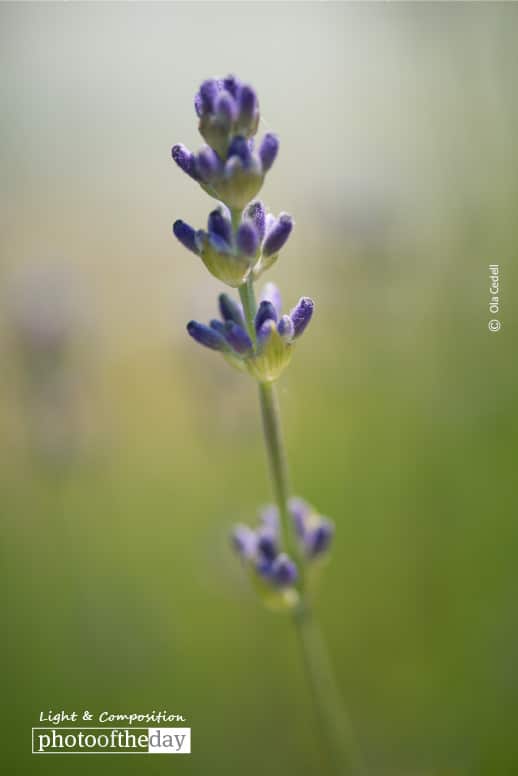Lavender, by Ola Cedell Lavender, by Ola Cedell