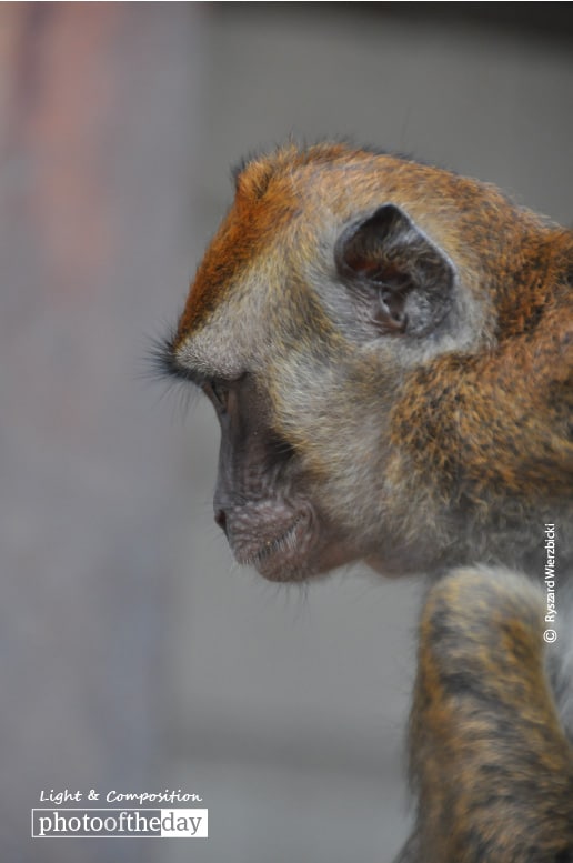 Shopkeeper's Monkey, by Ryszard Wierzbicki Shopkeeper's Monkey, by Ryszard Wierzbicki