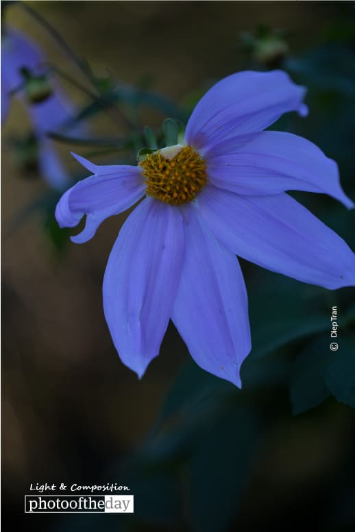 Purple Delight, by Diep Tran Purple Delight, by Diep Tran