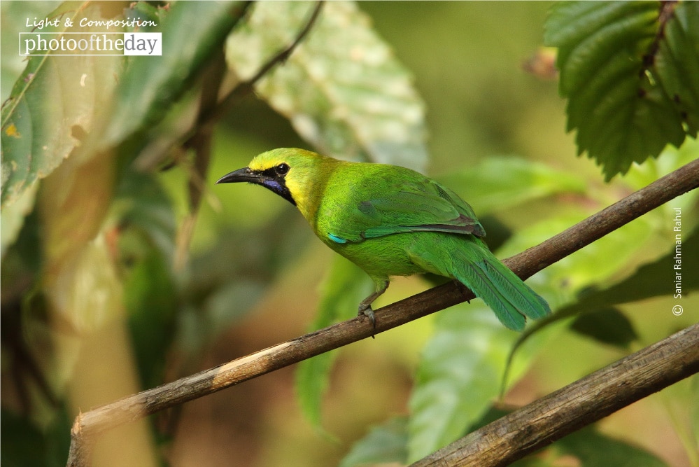 Golden-fronted Leafbird, by Saniar Rahman Rahul Golden-fronted Leafbird, by Saniar Rahman Rahul