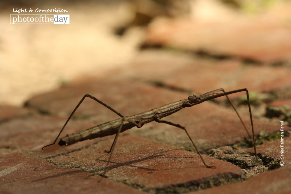 Stick Insect, by Saniar Rahman Rahul Stick Insect, by Saniar Rahman Rahul