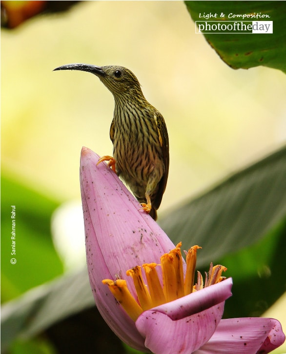 Streaked Spiderhunter, by Saniar Rahman Rahul