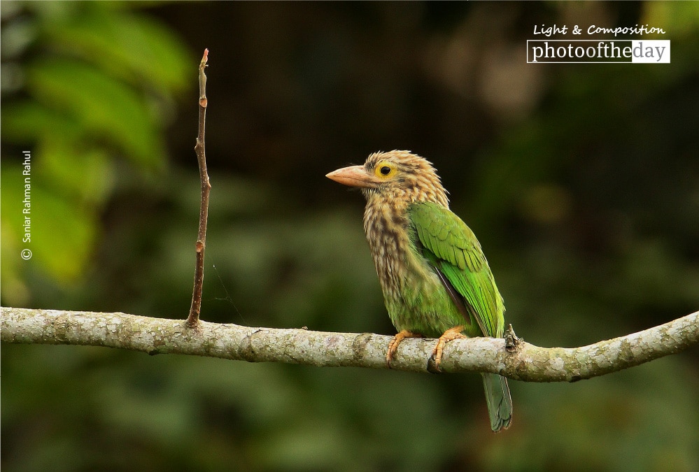The Lineated Barbet, by Saniar Rahman Rahul The Lineated Barbet, by Saniar Rahman Rahul