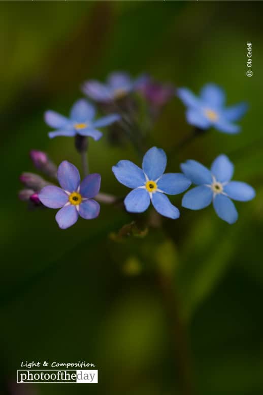 Fern in Spring, by Ola Cedell Fern in Spring, by Ola Cedell
