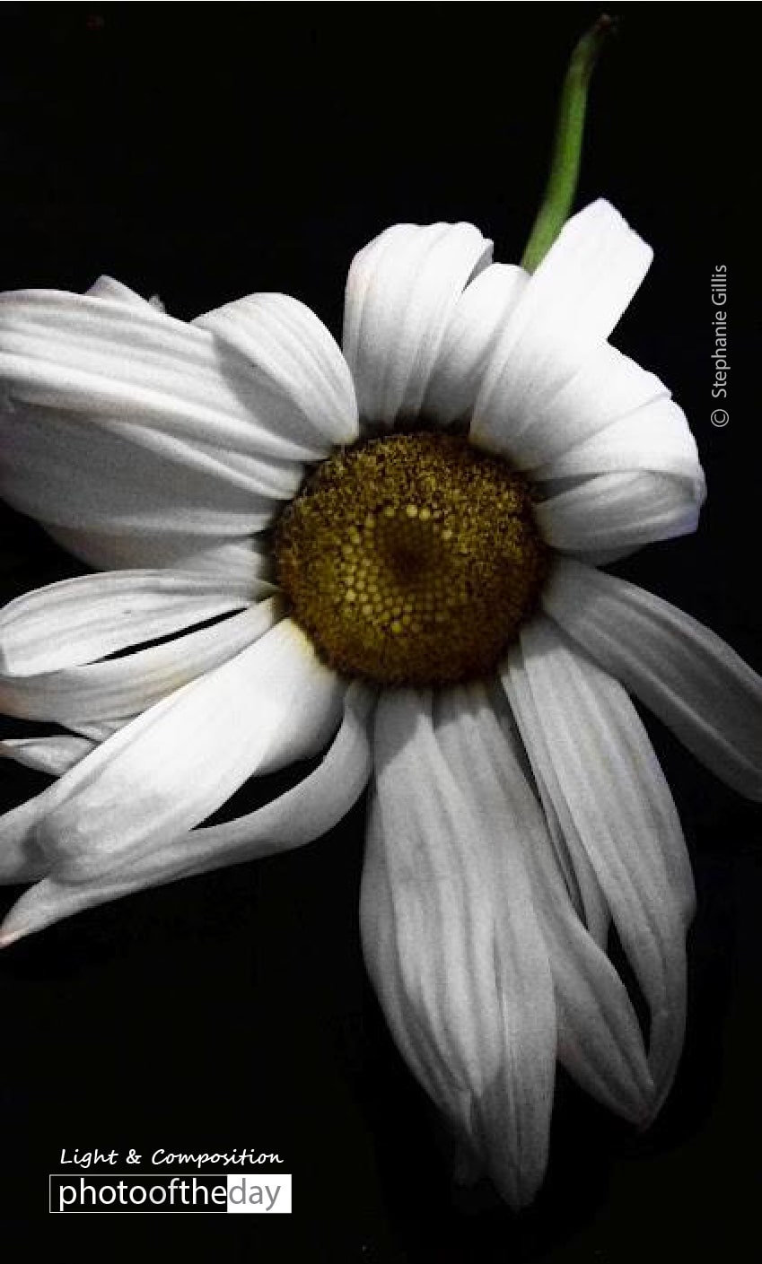 White Summer, by Stephanie Gillis