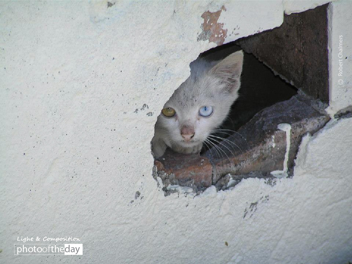 It's a Colorful World, by Robert Chalmers It's a Colorful World, by Robert Chalmers