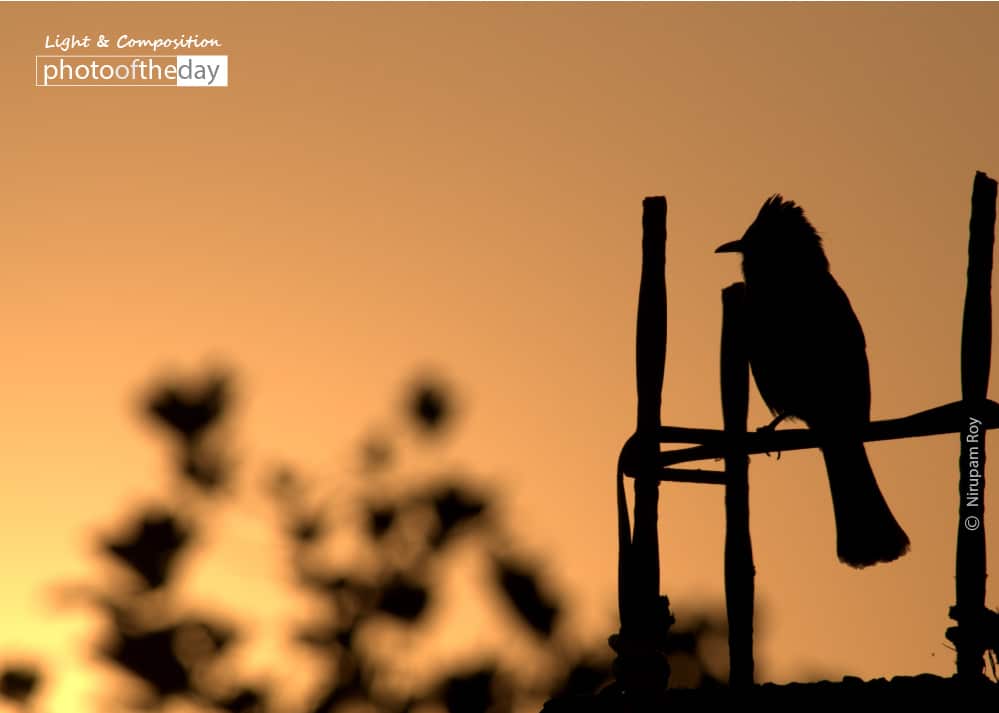 Thinking at the Sunset, by Nirupam Roy Thinking at the Sunset, by Nirupam Roy