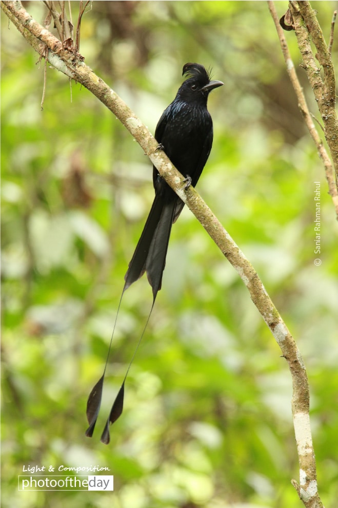 Greater Racket-tailed Drongo, by Saniar Rahman Rahul