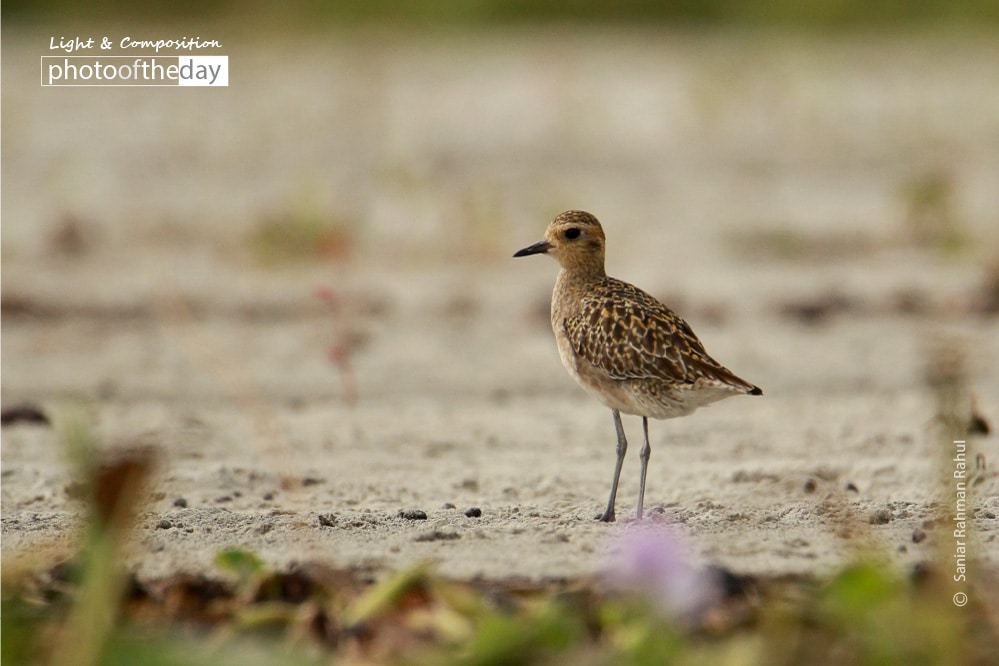 The Migratory Pacific Golden Plover, by Saniar Rahman Rahul The Migratory Pacific Golden Plover, by Saniar Rahman Rahul