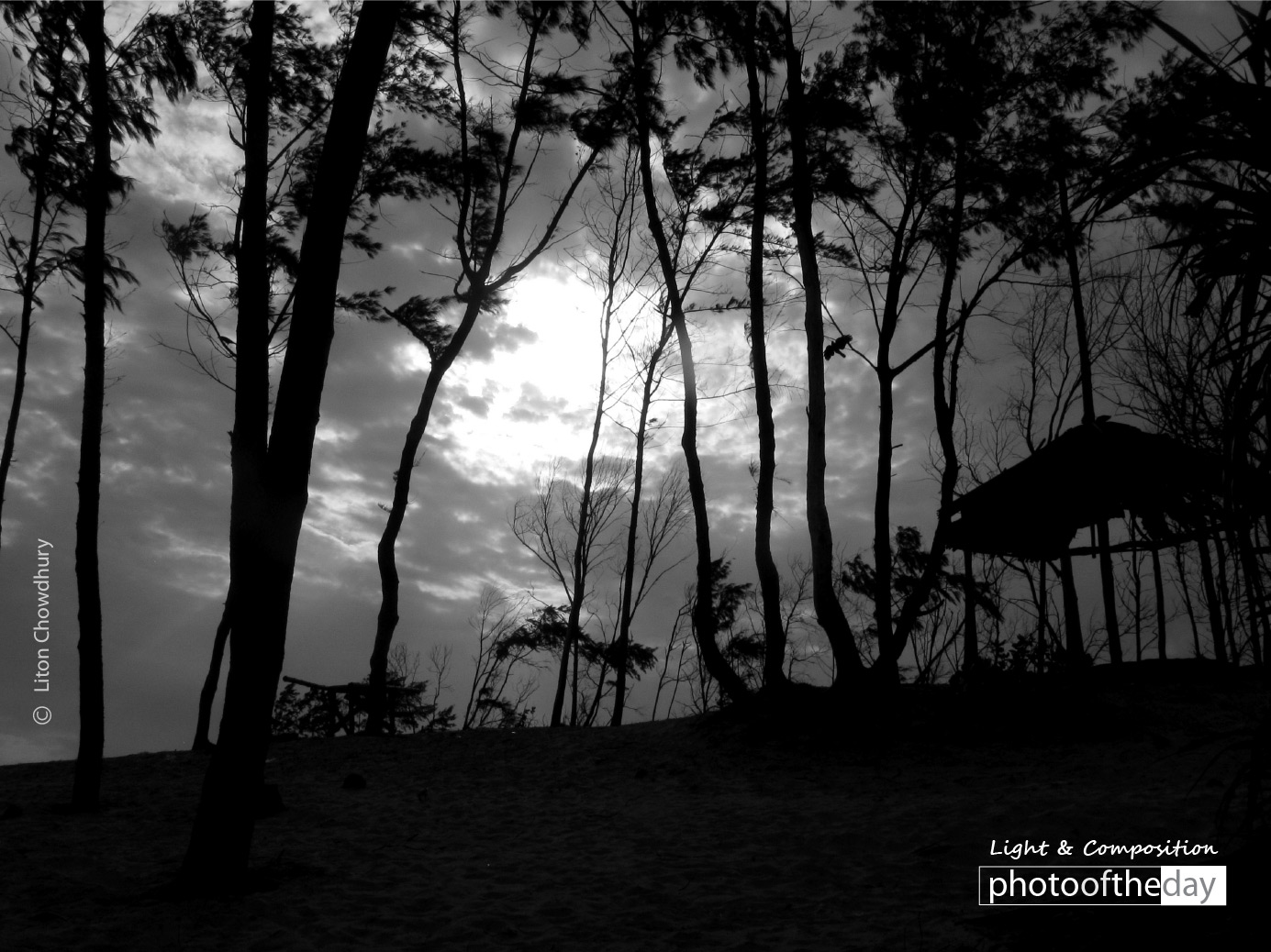 A Flower Story, by Liton Chowdhury