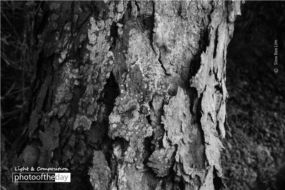 Getting Old, by Siew Bee Lim Getting Old, by Siew Bee Lim