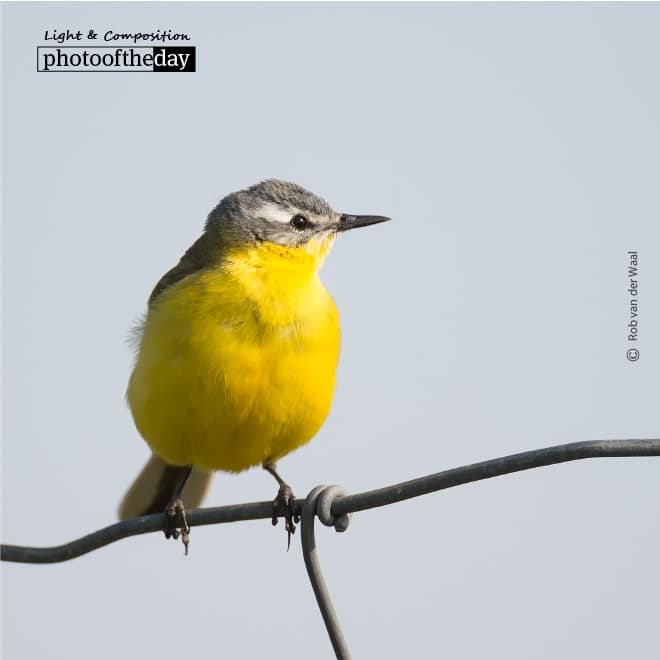 Blue Headed Wagtail, by Rob van der Waal Blue Headed Wagtail, by Rob van der Waal
