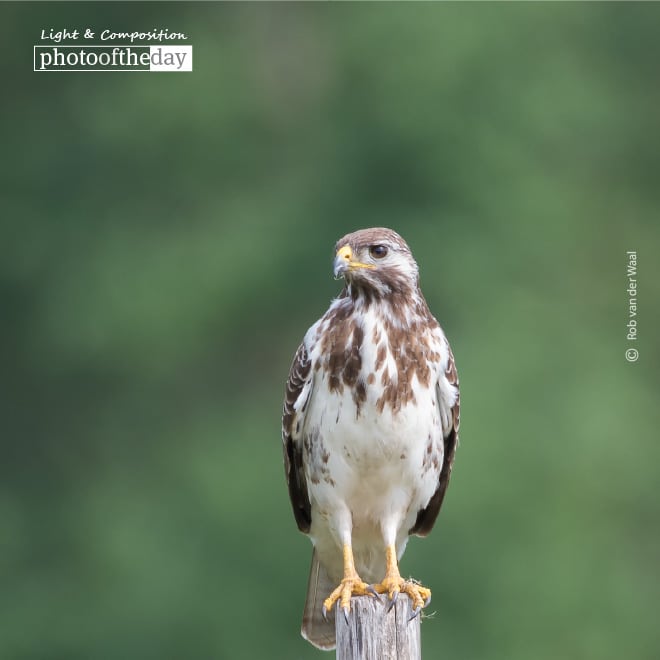 Geduldig, by Rob van der Waal Geduldig, by Rob van der Waal