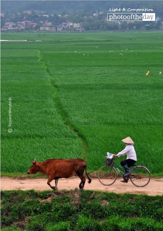 A Cyclist, a Cow, and the Green Field, by Ryszard Wierzbicki A Cyclist, a Cow, and the Green Field, by Ryszard Wierzbicki