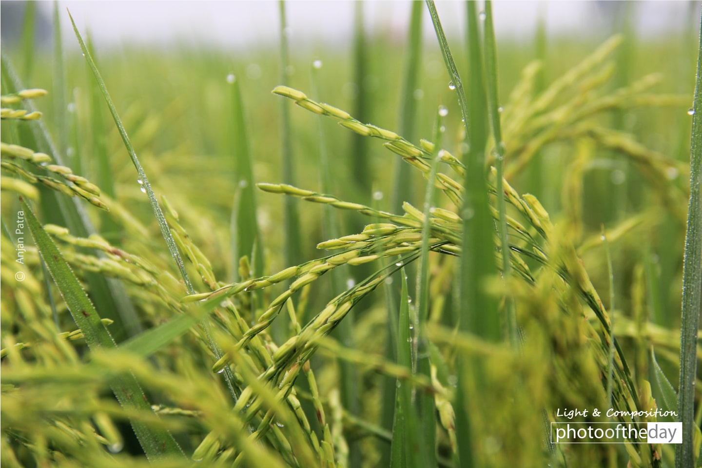 Cultivation Time, by Anjan Patra Cultivation Time, by Anjan Patra