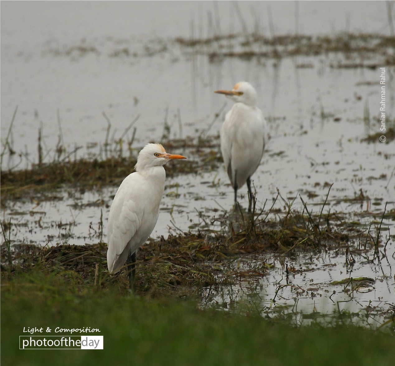 The Tufted Duck, by Saniar Rahman Rahul