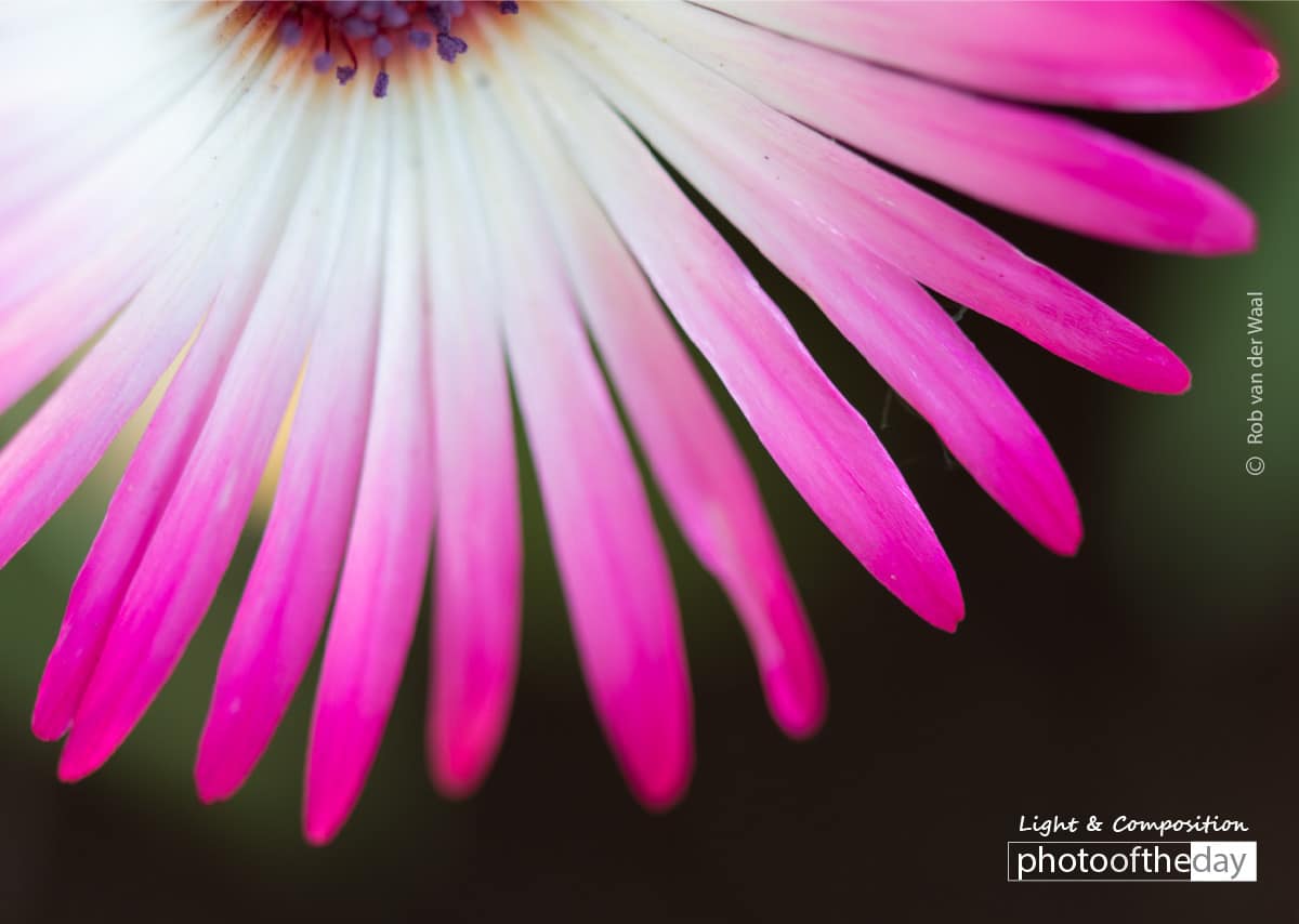 IJsbloem, by Rob van der Waal