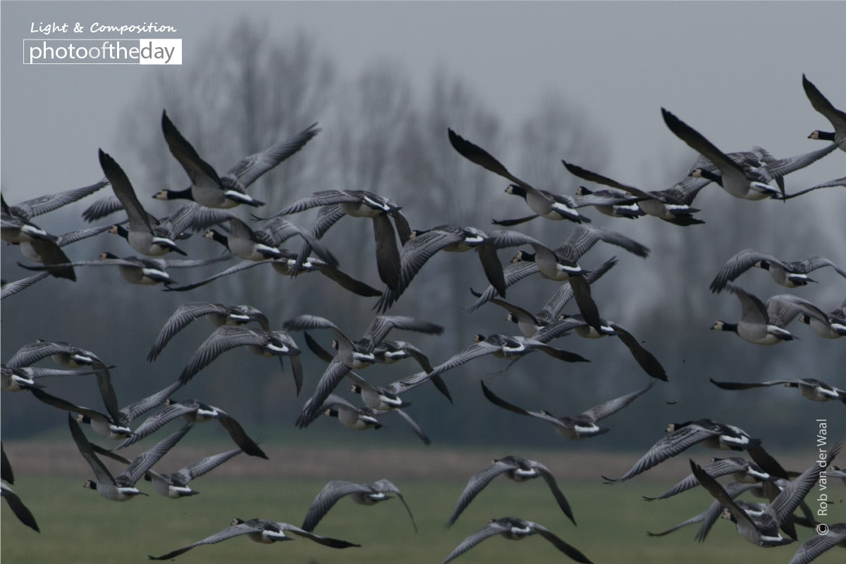 Panic! by Rob van der Waal