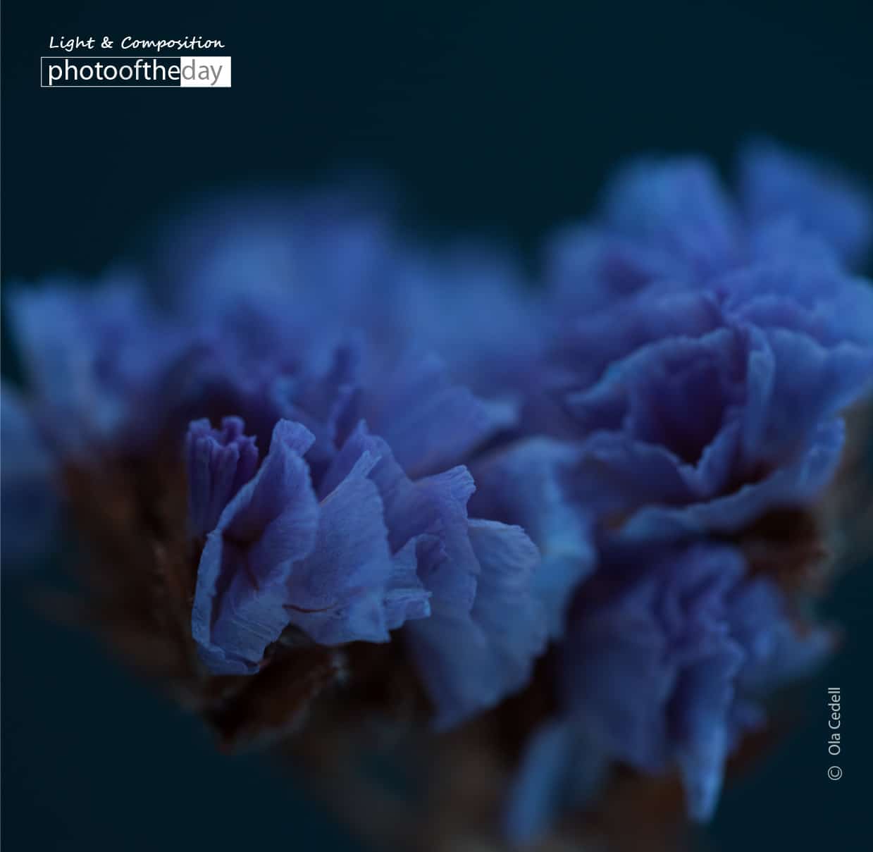 Everlasting Purple-blue Statice, by Ola Cedell