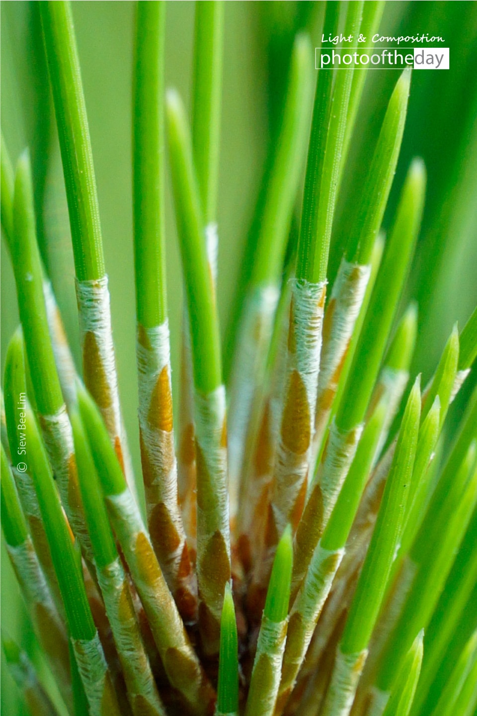 Young Leaves by Siew Bee Lim