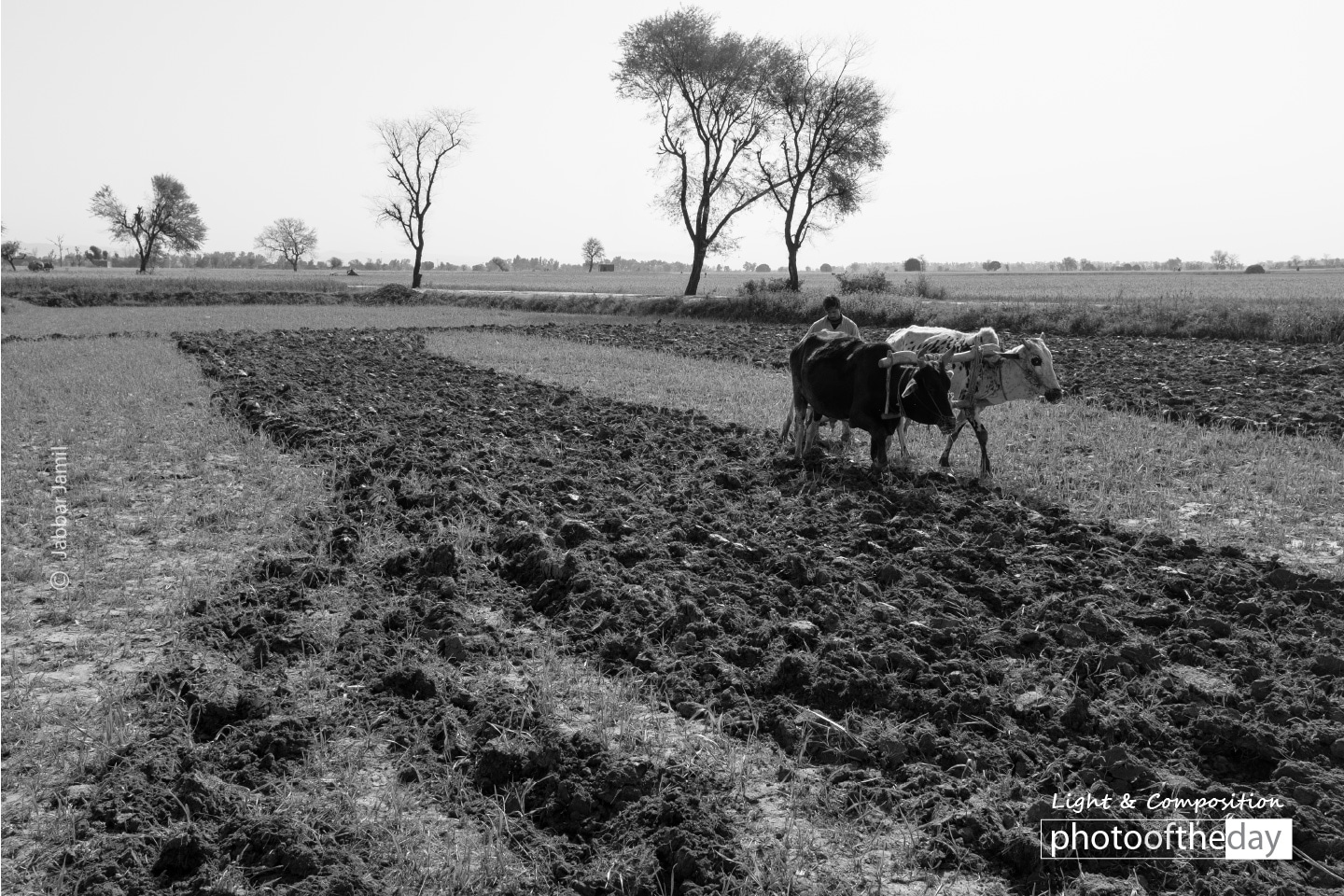 A Silhouette in Field, by Jabbar Jamil A Silhouette in Field, by Jabbar Jamil