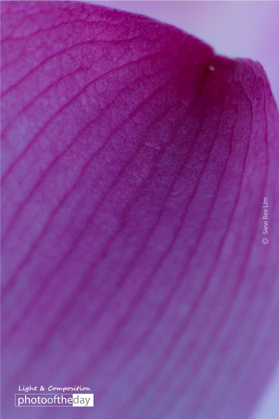 Young Leaves by Siew Bee Lim