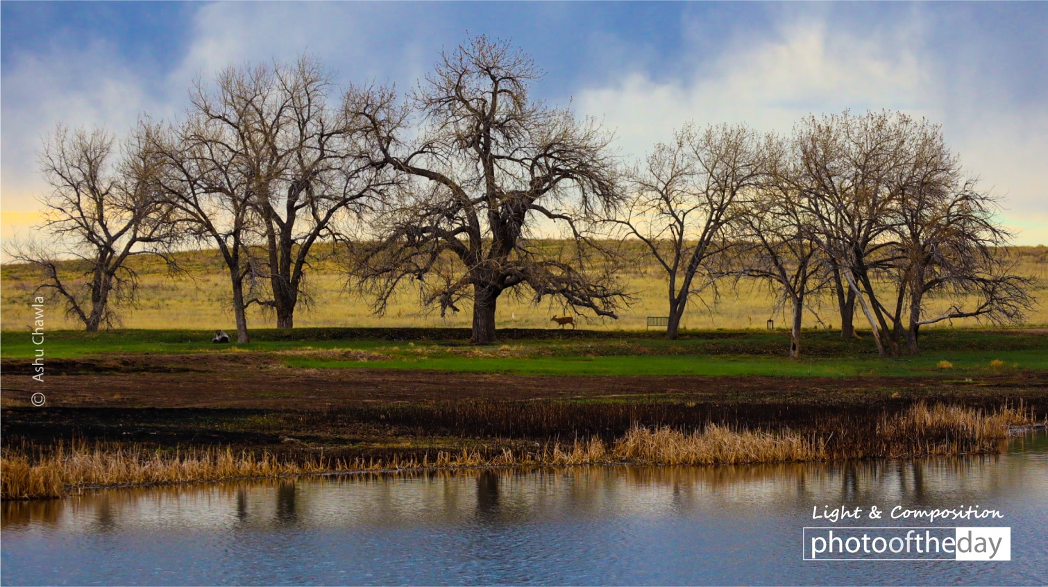 A Deer in the Woods by Ashu Chawla