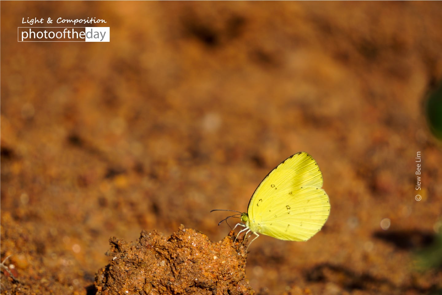 Common Grass Yellow by Siew Bee Lim Common Grass Yellow by Siew Bee Lim
