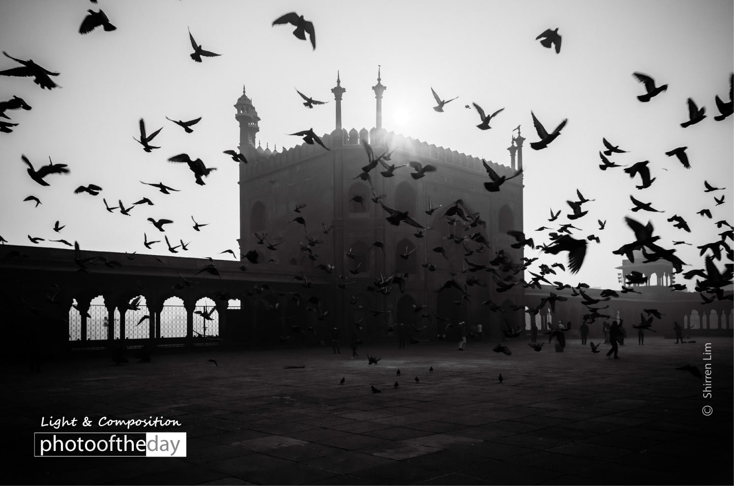 Morning Birds by Shirren Lim Morning Birds by Shirren Lim