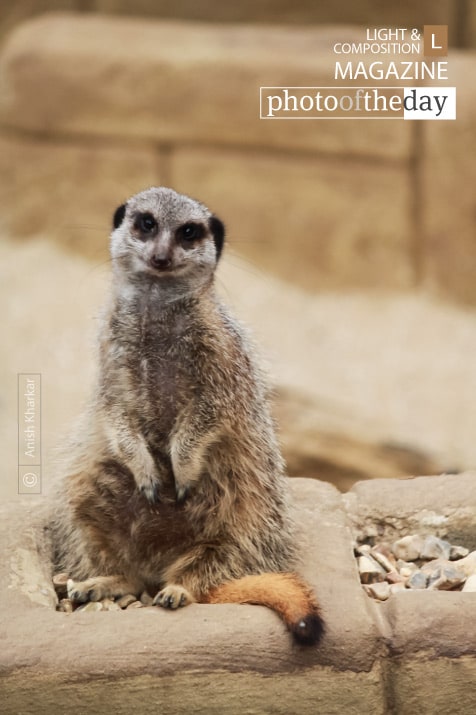 The Poser, by Anish Kharkar