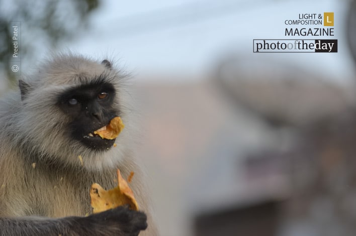 Snack Time, by Preeti Patel