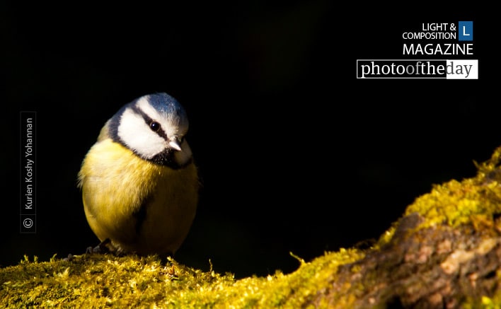 Blue Tit, by Kurien Koshy Yohannan