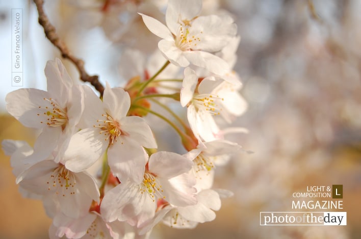 Transience of Life, by Gino Franco Velasco
