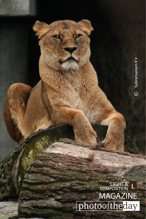 Majestic! by Subramaniam K V