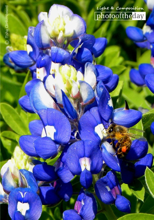 Bluebonnet Bee, by Tisha Clinkenbeard Bluebonnet Bee, by Tisha Clinkenbeard