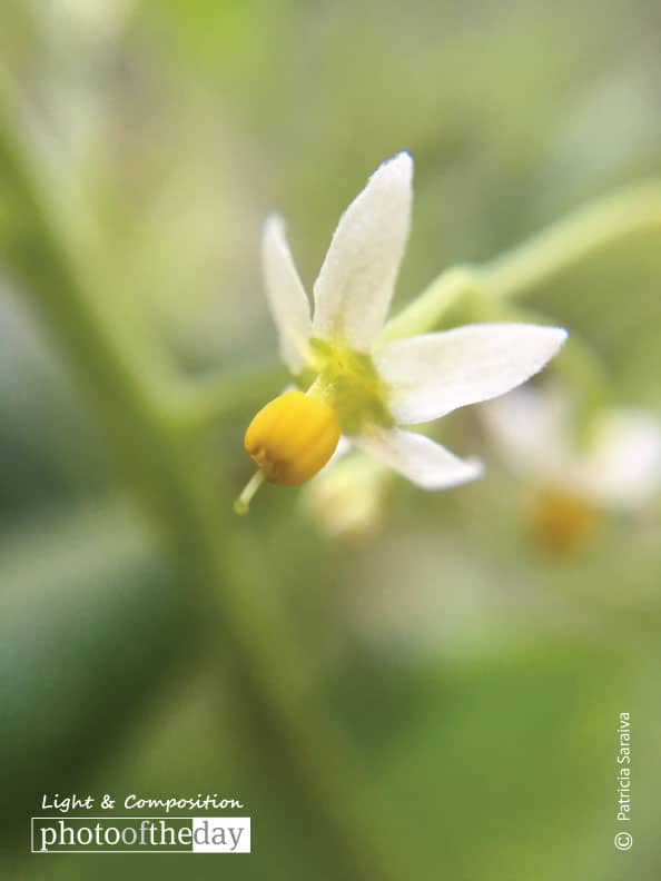 Tinny Stuff, by Patricia Saraiva