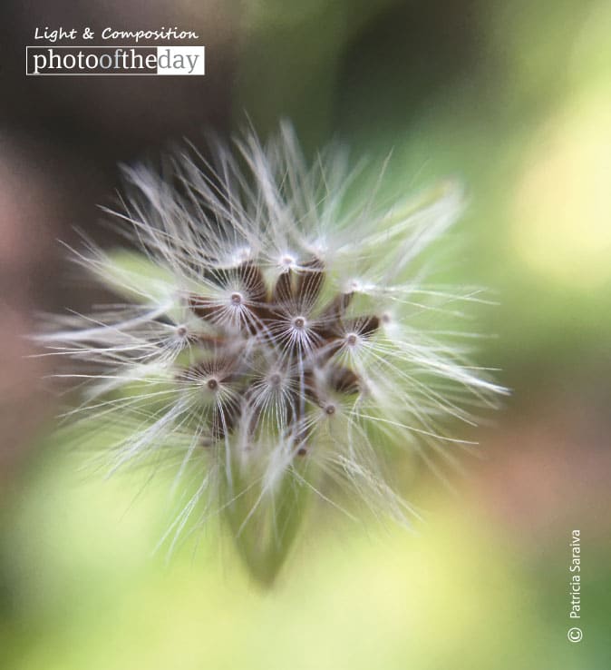 Beauty in the details, by Patricia Saraiva