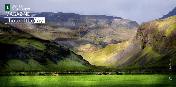 Icelandic Ponies, by Louise Fahy