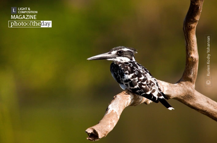Pied Kingfisher, by Kurien Koshy Yohannan Pied Kingfisher, by Kurien Koshy Yohannan